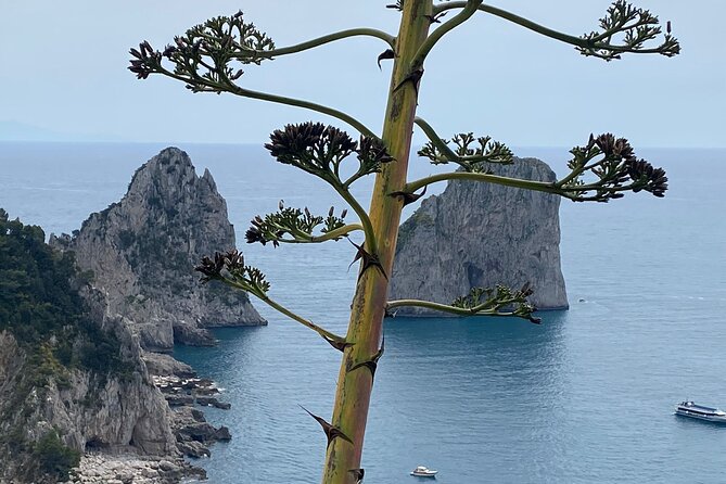Capri Private Day Tour with Private Island Boat Tour from Rome - Giardini di Augusto in One Focused Hour