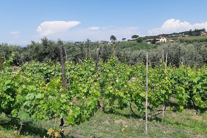Castelli Romani wine Tour - Key Points Before You Go