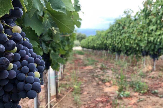 Frascati Day Tour: Road from Rome with Wine Tasting & Lunch - The Vineyard Visit: Seven Generations, WWII Chambers, and Real Cellars