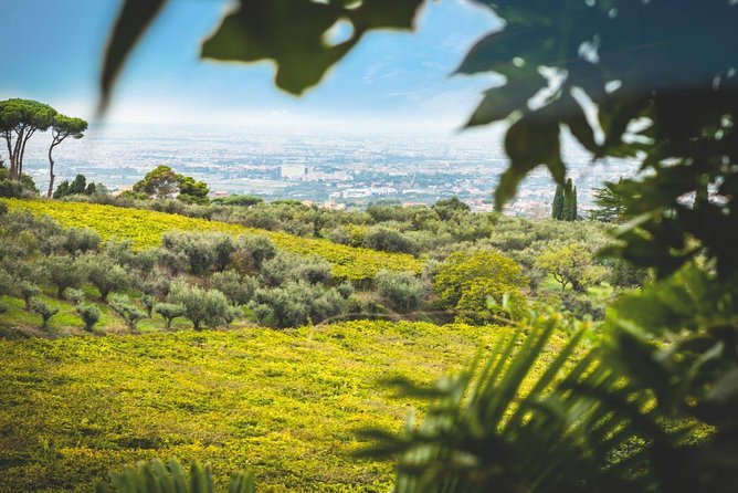 Frascati Wine Tasting Tour: The Flavors of the Roman Countryside - Price and Value: What $111.74 Really Buys You