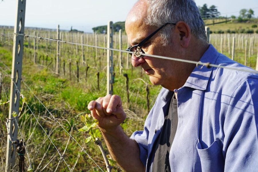 From Rome: Frascati Wine Region Tour with Wine Tasting - Who This Tour Fits Best (And Who Might Want a Different Format)