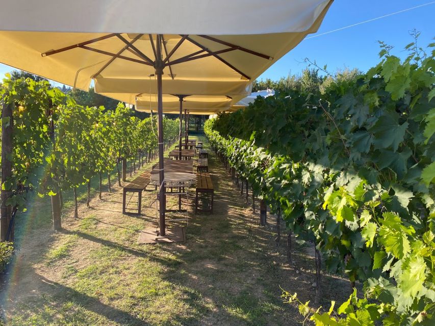 From Rome: Siena and S. Gimignano, Tuscany Wine One Day Tour - Should you book this Siena and San Gimignano Wine One Day Tour?
