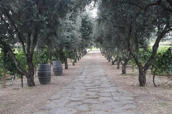 From Rome to the Castles: Private 3-Hour Wine Tasting Tour - Price and value: is $187.66 per person worth it?