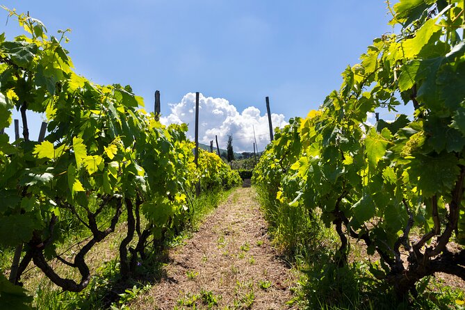 Guided Wine Tasting Experience in a Roman Vineyard - Key things to know before you go