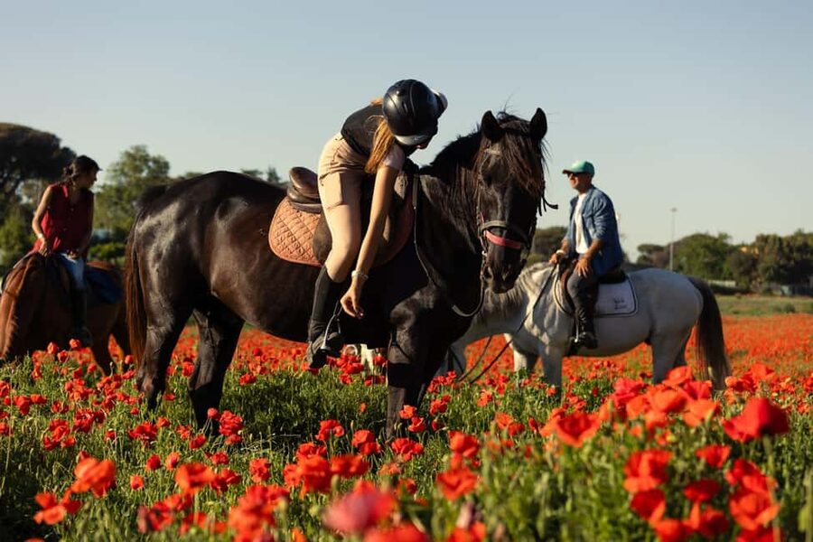 Horse Sanctuary in Rome - Key Things You’ll Remember