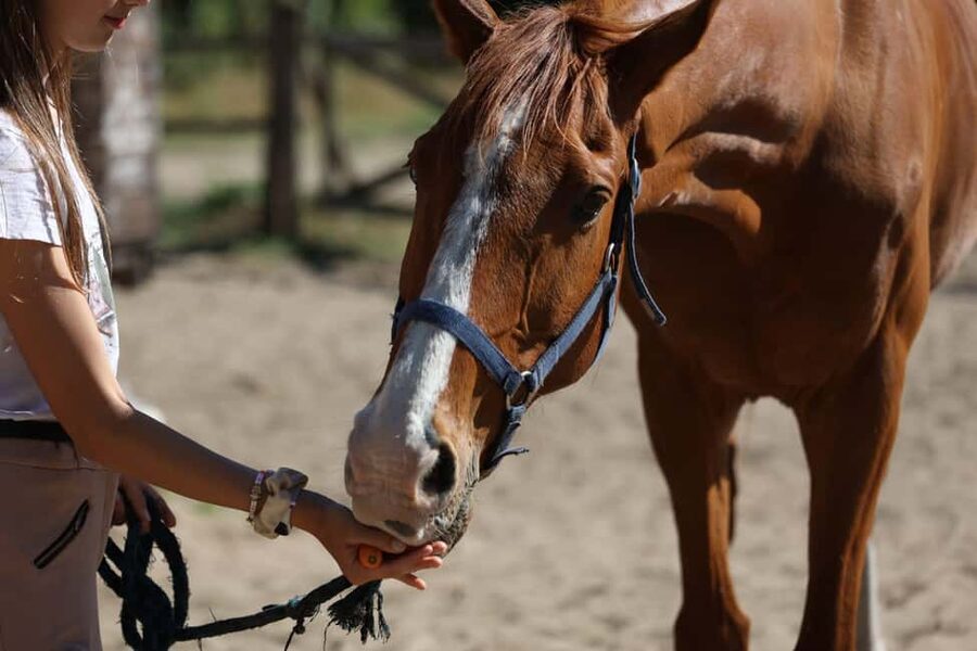 Horse Sanctuary in Rome - Volunteering Energy, Without the Overpromise