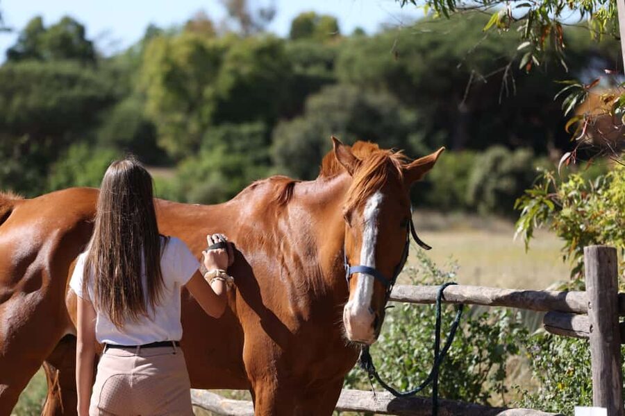 Horse Sanctuary in Rome - Price and Value: What $106 Buys You