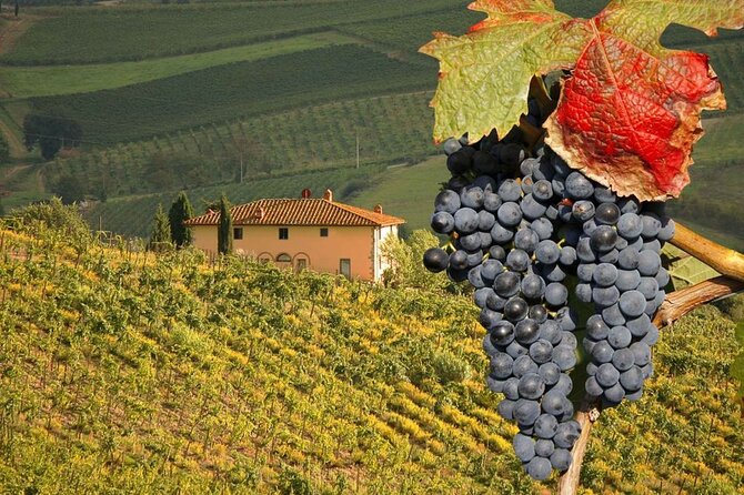 Pienza and Montepulciano by Tuscan Hills from Rome Private Tour - The Drive Out of Rome: Comfort, Timing, and Where the Views Fit