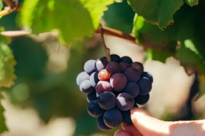 Private Double Wine Tasting Tour in Frascati - Exclusive - Antiche Terre Tuscolane: the 3-wine tasting that tells the Frascati story