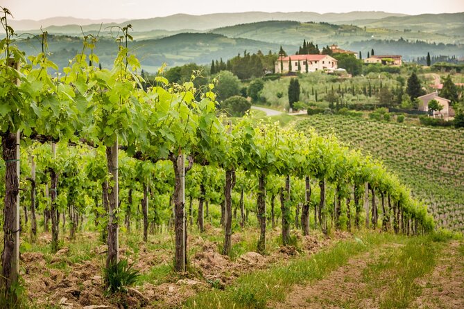 Private Double Wine Tasting Tour in Frascati - Exclusive - Who this Frascati private wine tour fits best