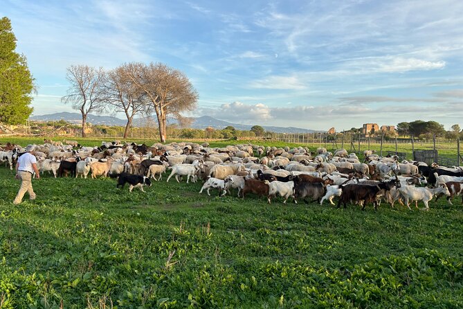 Private E-bike tour of Appian way, Aqueduct & catacombs with food - Caffarella Valley lunch: the countryside meal break