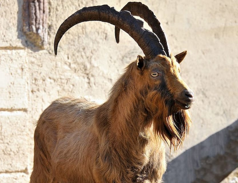 Rome: Bioparco di Roma Zoological Garden Entry Ticket - Conservation and Endangered Species: Why This Zoo Feels More Purposeful