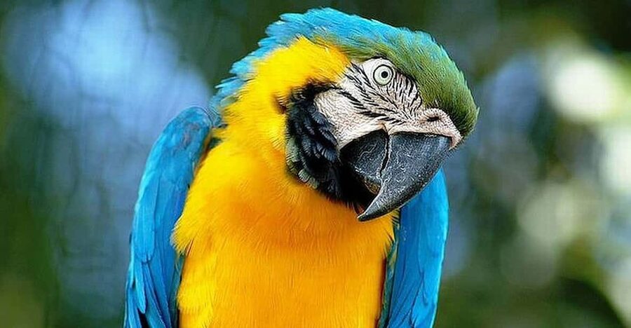 Rome: Bioparco di Roma Zoological Garden Entry Ticket - Getting There and Leaving: A Few Real-World Tips