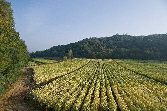 Rome Countryside Vineyards and Wine Tasting - Private Tour - Frascati vineyards, not Roman traffic: why this 3-hour escape works