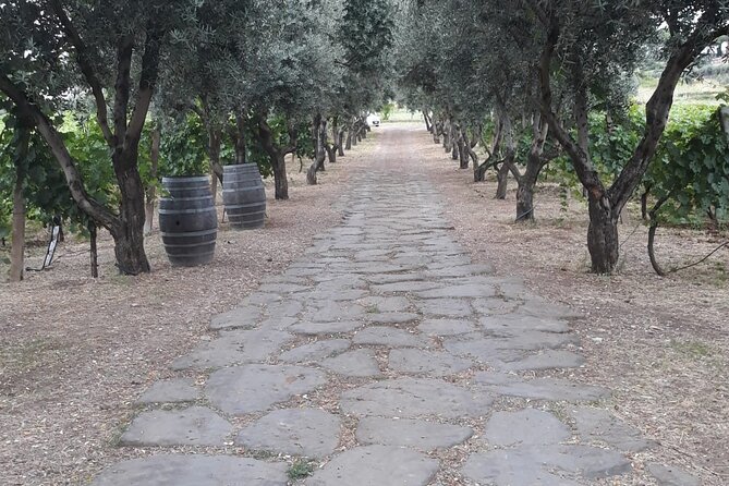 Rome Countryside Vineyards and Wine Tasting - Private Tour - Wine tasting plus food pairing: bread, olive oil, and cheeses