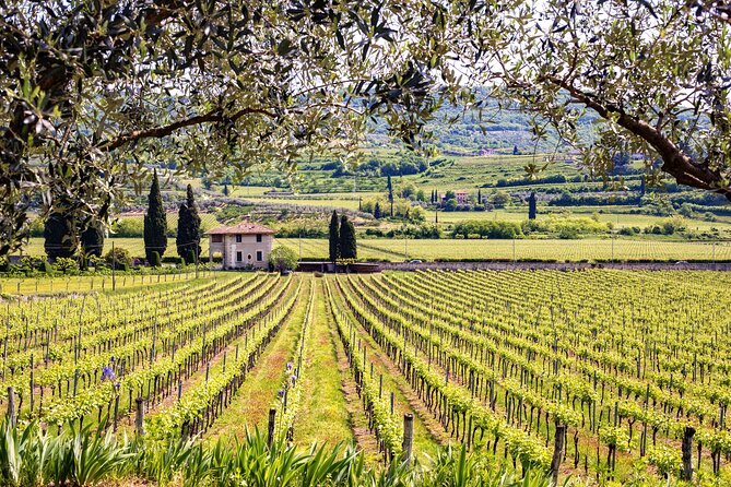 Rome: Frascati Private Day Trip - Town Tour, Lunch & Wine Tasting - Wine Tasting Setup: Three Wines With Food That Actually Helps