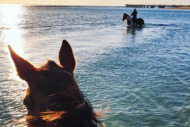 Rome: Horseback Riding on the Beach with aperitif - What to Expect as an Advanced Rider, Including Tack and Pace