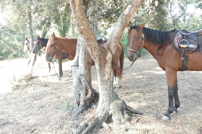 Rome : Horseback Riding with meals and wine included - The Castle of Giulio II coffee stop: a calm ending with a view