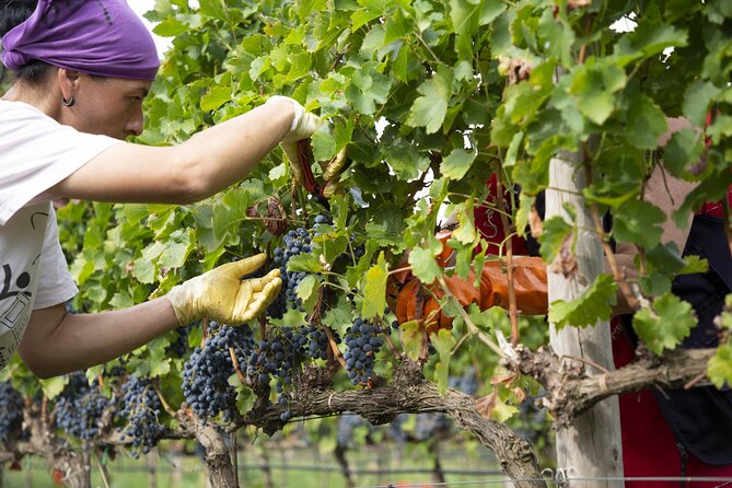 Small-Group Exclusive Winery and Wine Tasting Tour in Frascati - Small-Group Pace, Attentive Hosting, and the Nina Factor