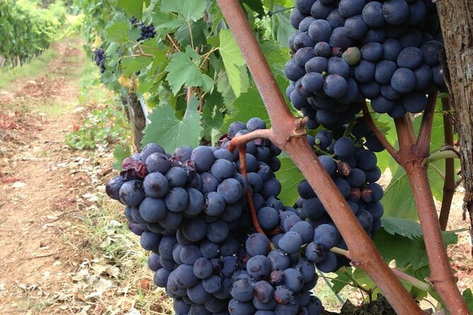 Tuscany Wine Tour: 2 Wineries & San Gimignano from Rome - Rome to Tuscany in One Day: The Big Picture