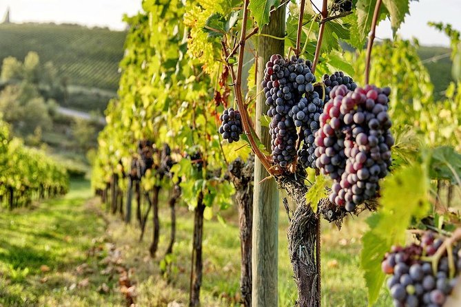 Tuscany Wine Tour from Rome with Private Driver - Pricing and Value: What You Pay For at $743.41 Per Person