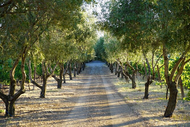 Wine Tasting in Frascati from Rome - Frascati: Why This Wine Stop Works So Well From Rome
