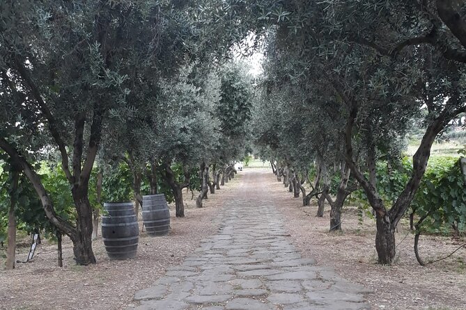 Wine Tasting in Frascati from Rome - History Meets Modern Italy, Without Turning Into a Lecture